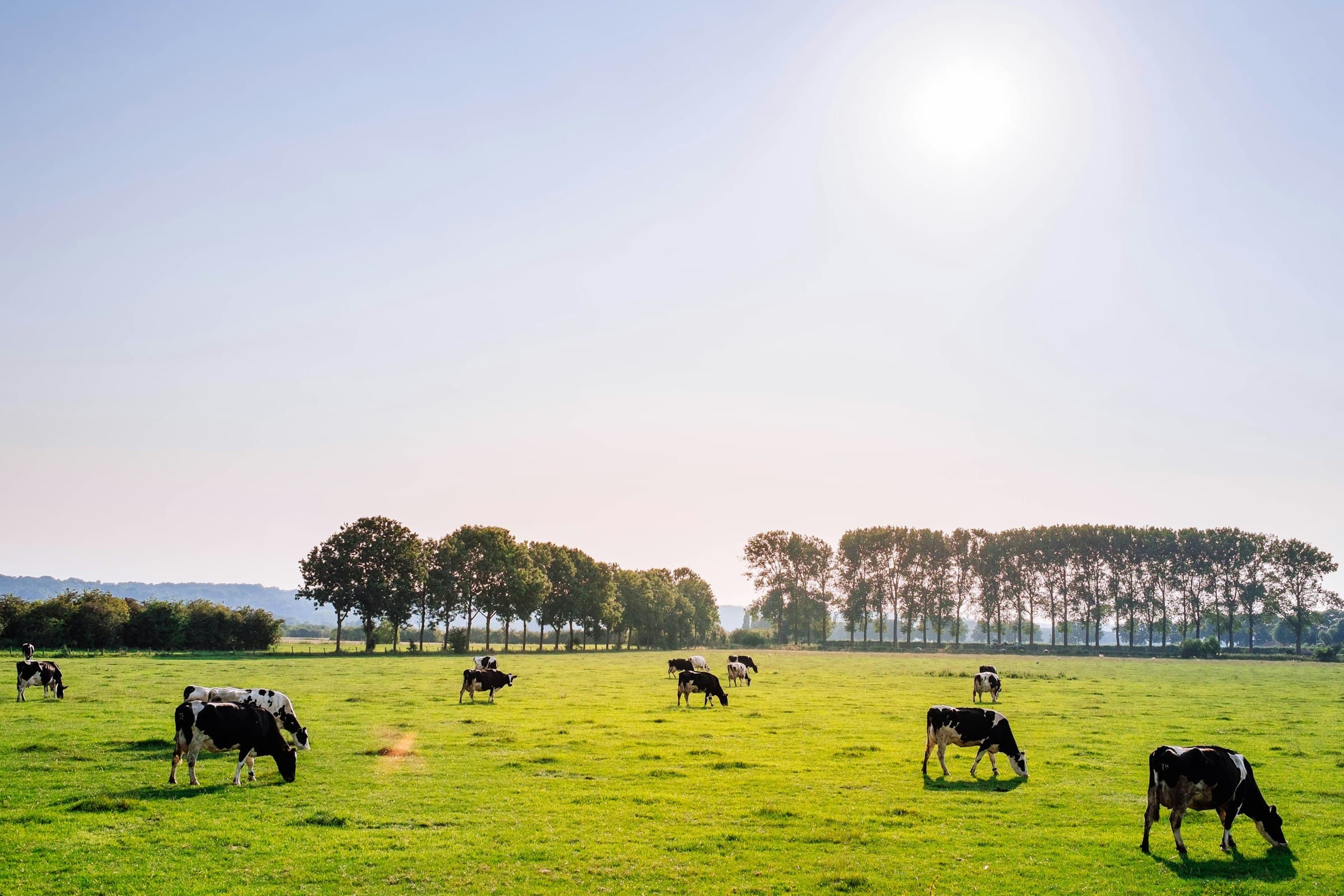 Dairy cows grazing in a green field